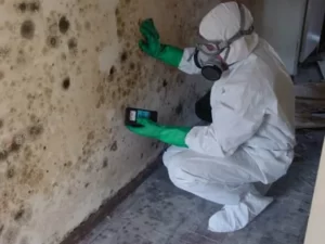 Sydney Mould Testing